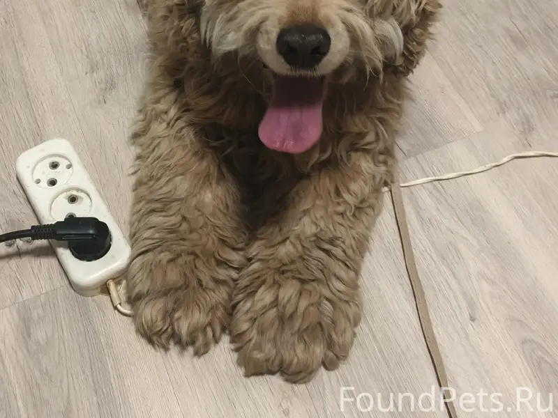 Найден кобель, похож на американского кокер-спаниэля, озеро