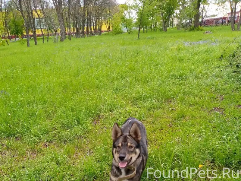 Пропал пёс Демон, район нефтяников