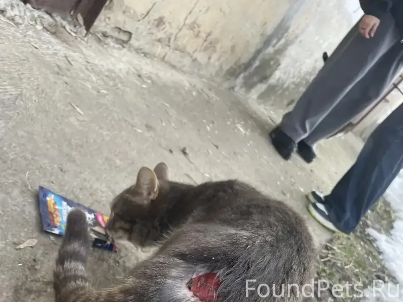 Найден котик с открытой раной, Калуга