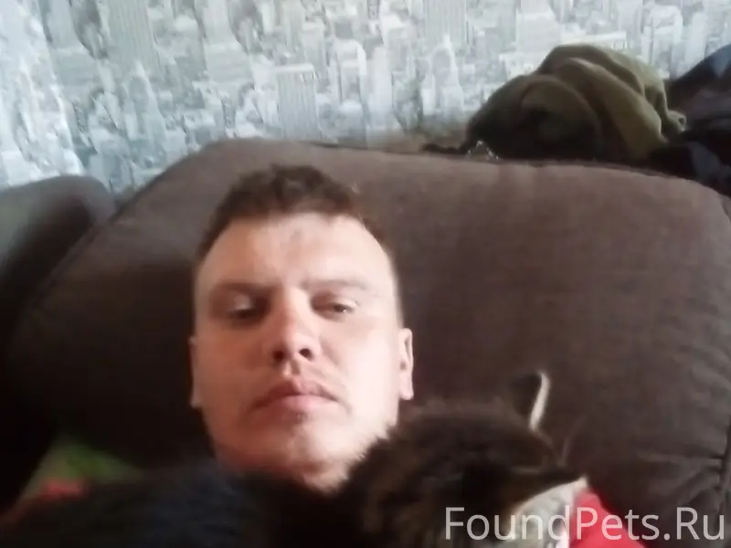 Пропала кошка Соня, улица кирпичного завода 25