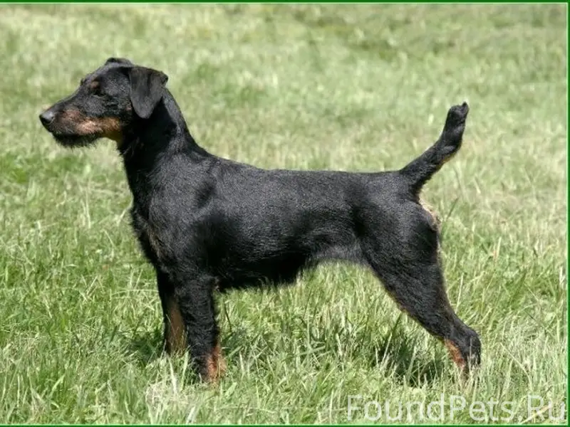 Пропала собака, район Доменщиков-Завенягина