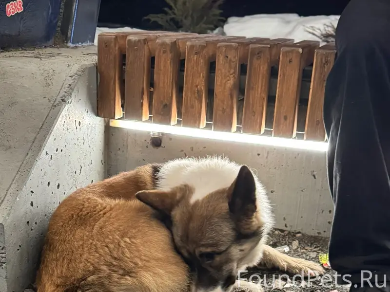 Найден тип собака, район ул. Урицкого