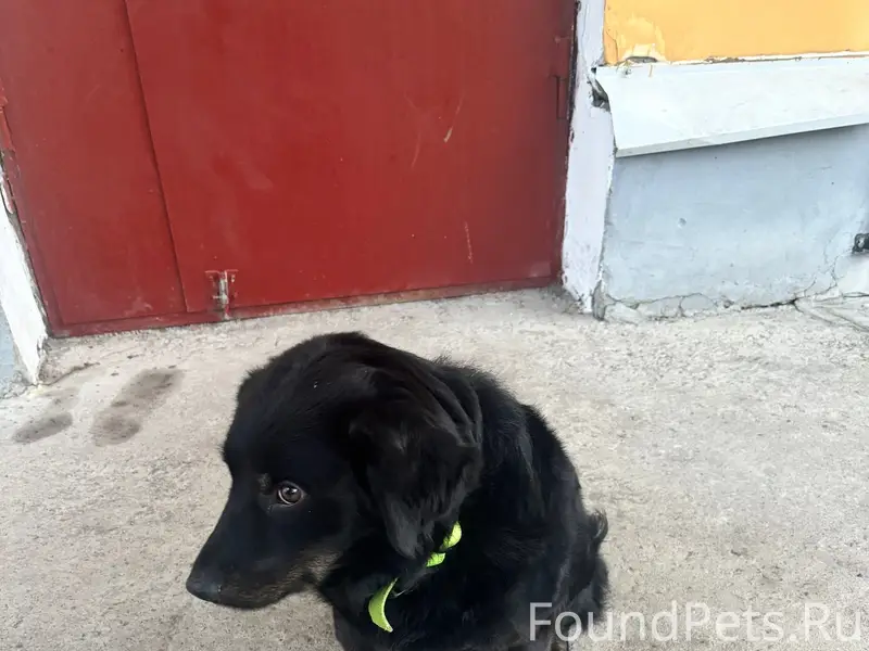 Найден дворняжка, Гатчина, Достоевского 5