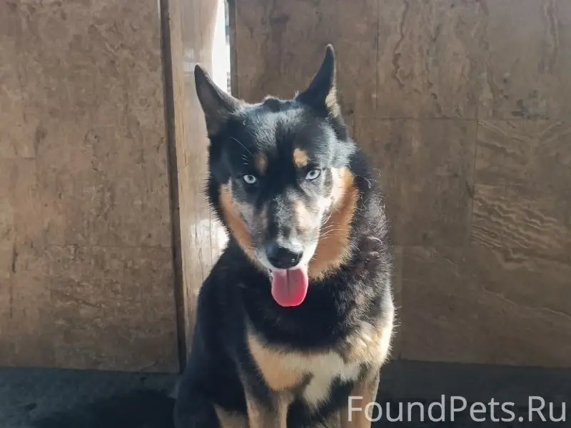 Пропал пёс Зевс, Обнинск