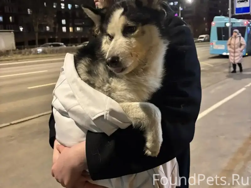 Найден фенотип хаски, Калининский район