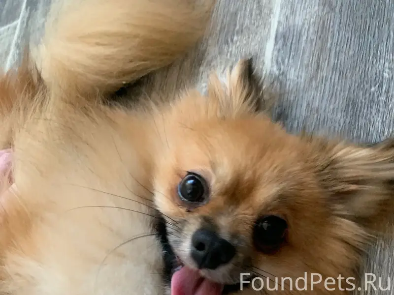 Пропал шпиц Малыш, деревня Шата