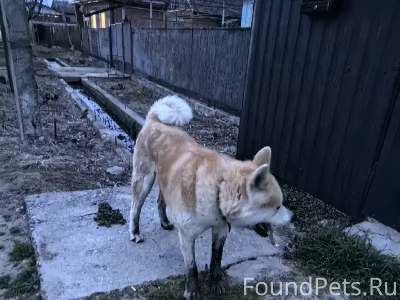 Найден пёс, [место: ул. Ново-Фрунзе, Северская]