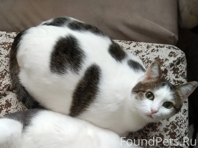 Пропала кошка Муля, Брянская 26