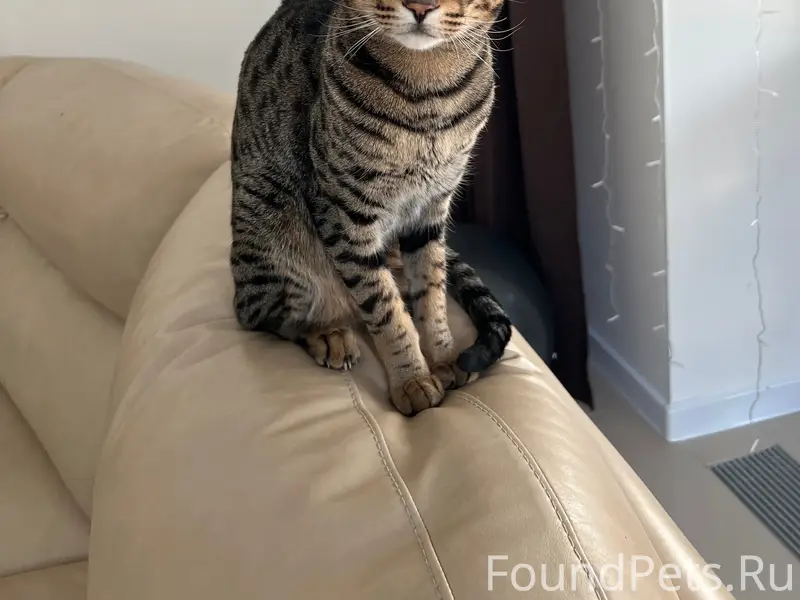 Пропал кот, Товарково