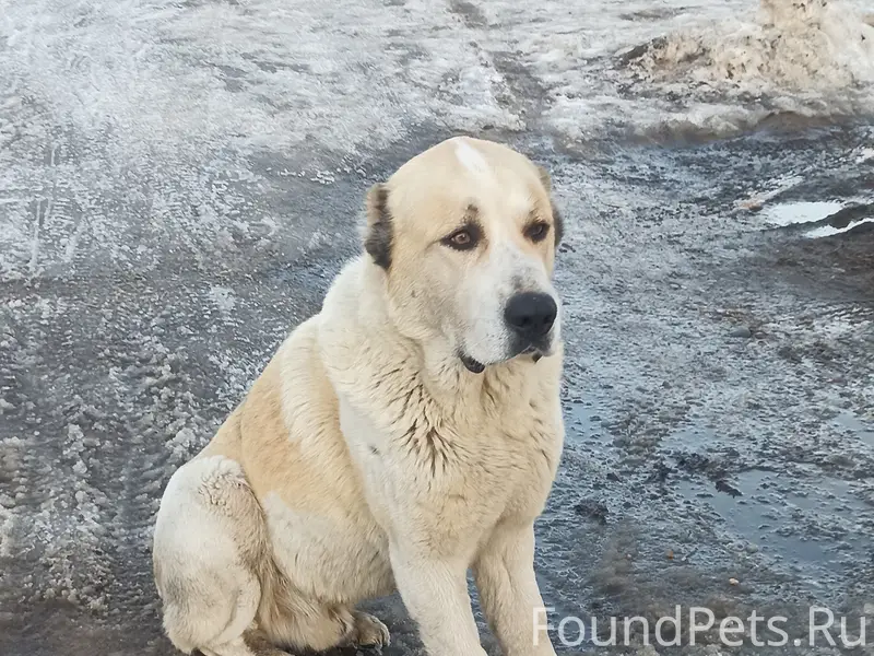 Пропала собака, Заволжск