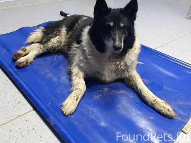 Найдена собака, Новоникольск, Талдом