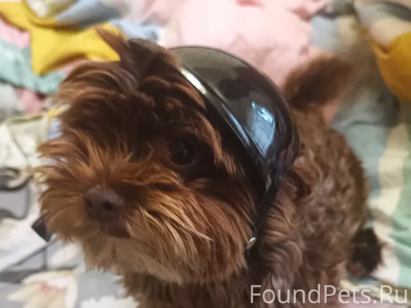 Пропала собака, пос. Кулотино