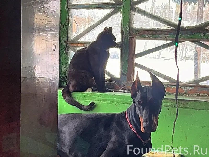 Пропал доберман, без указания места