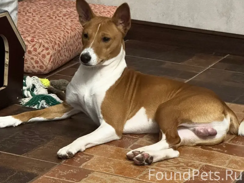 Пропал мальчик Тоби, с. Бокино