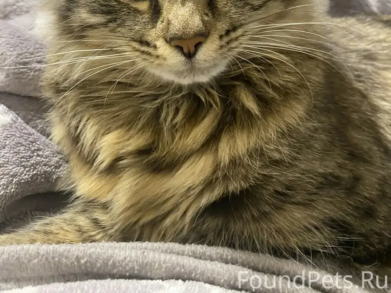 Пропала кошка, район Красноармейской