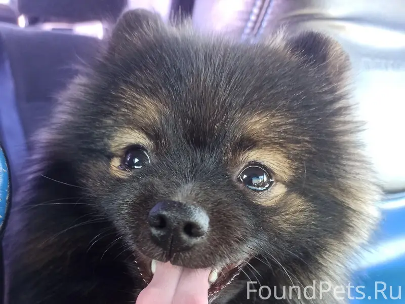 Пропала собака, металлург