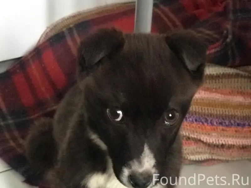 Найден щенок, трасса в Питере