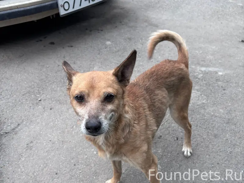 Пропала собака, школа 24