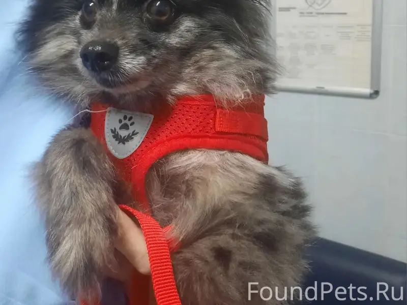 Найден померанский шпиц, пр. Просвещения