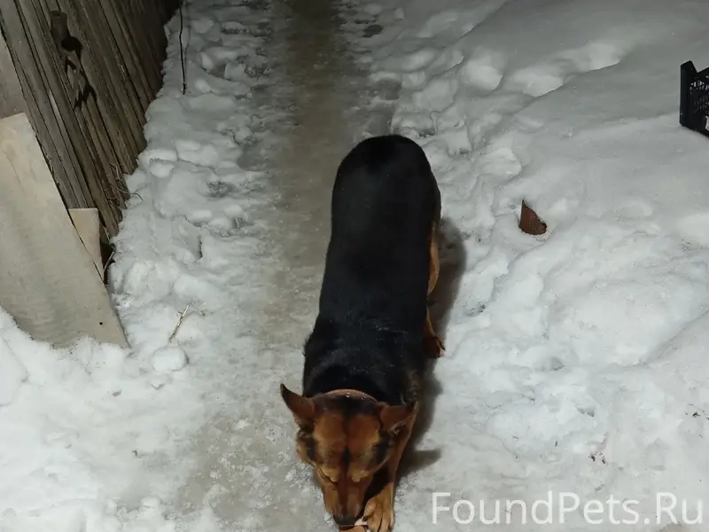 Пропал кобель Пират, ул. Татарстан