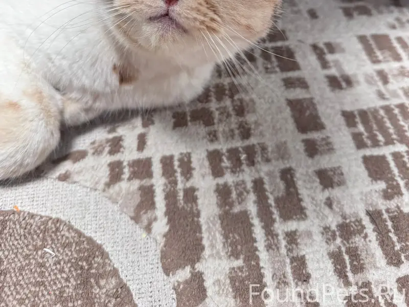 Найдена кошка, район Устинова 1