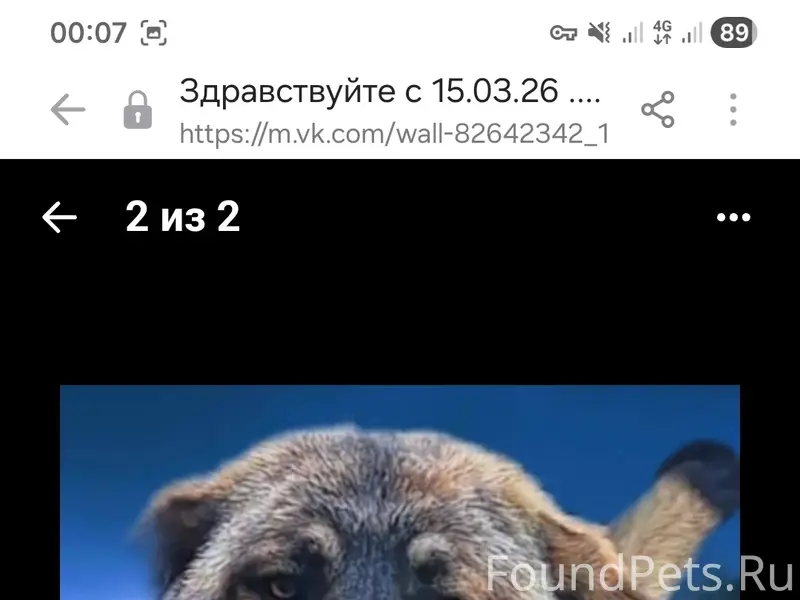 Пропал пес Бутус, Кузнецкий район