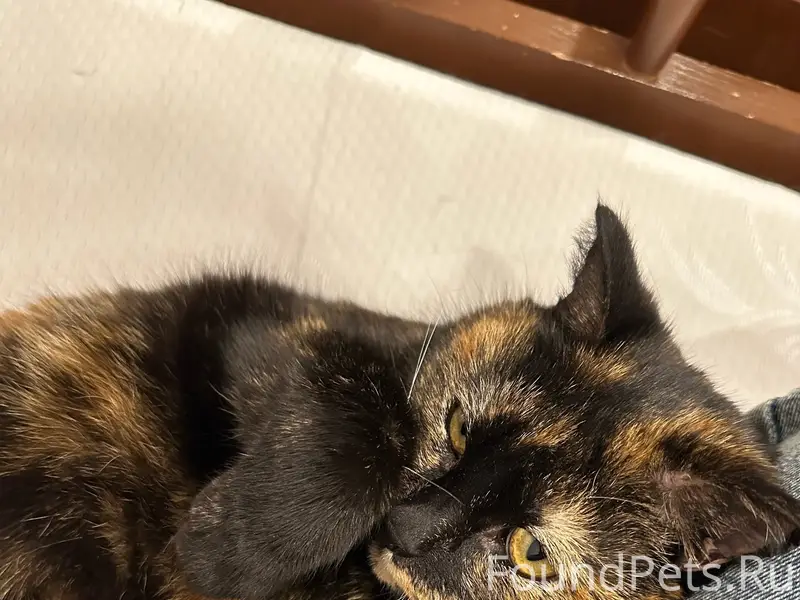 Пропала кошка Василиса, Лакина 147б