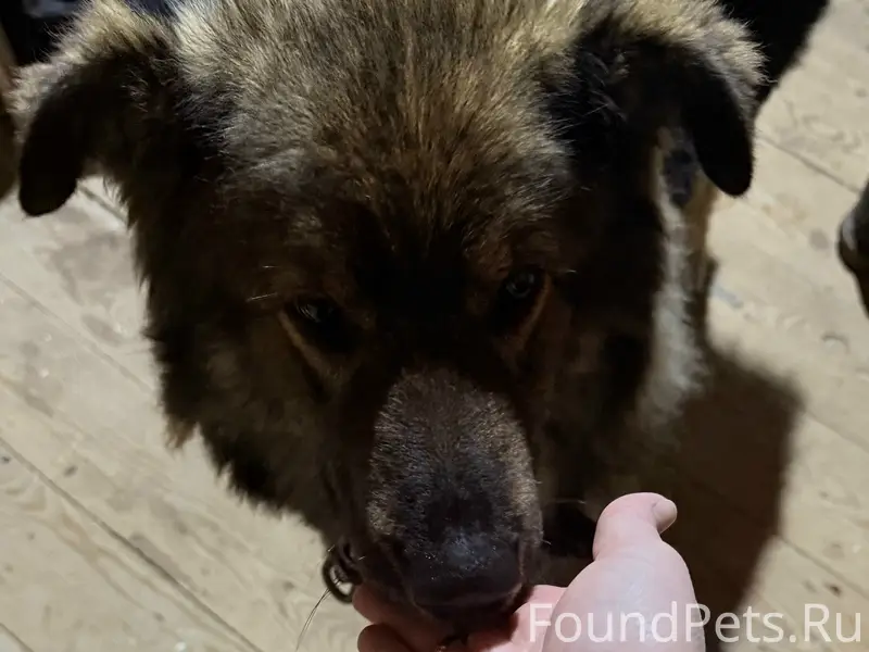 Найдена кошка, возможно потерялась