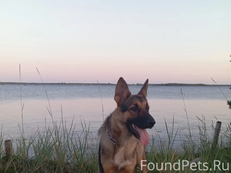 Пропала собака Альфа, Порт-Шоссе