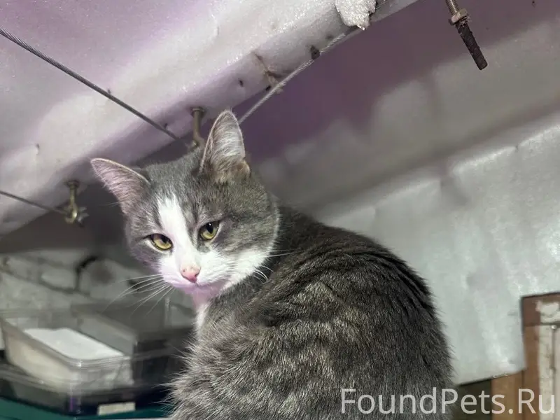 Пропал кот Малыш, район Мебельного комбината