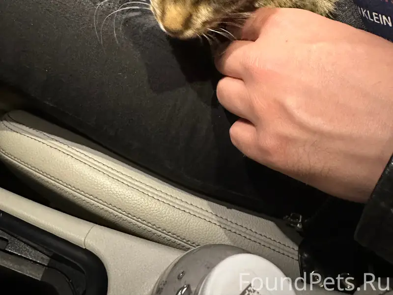 Найден котёнок, Тверь