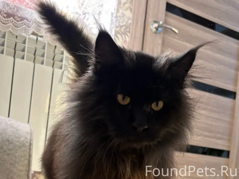 Найдена породистая кошка, без клички