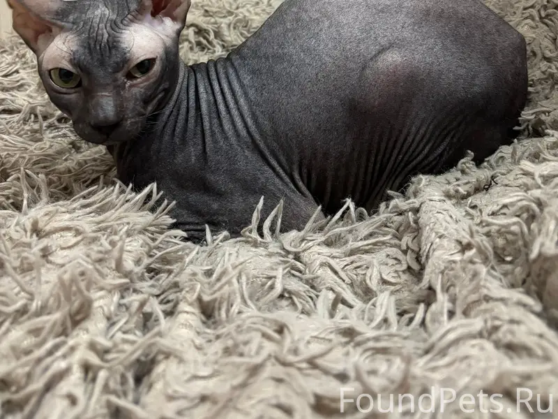 Найден сфинкс, 2-й микрорайон