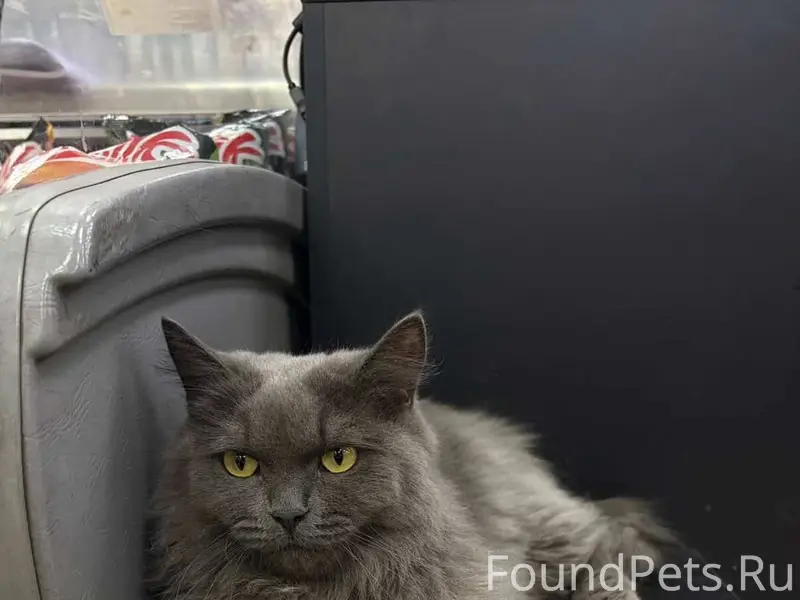 Найдена кошка, Шевченко 70А