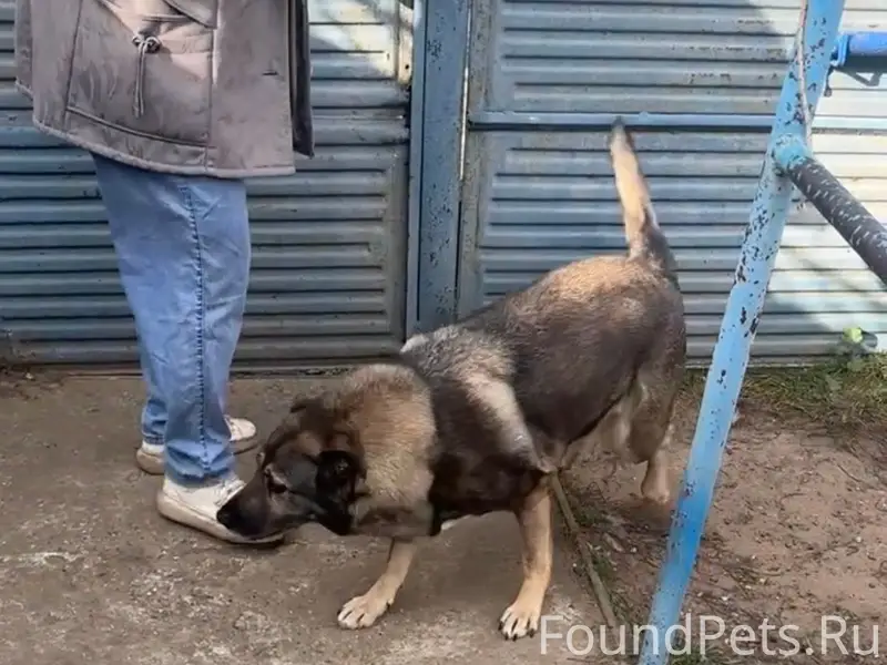 Пропала собака Дымка, Володарск