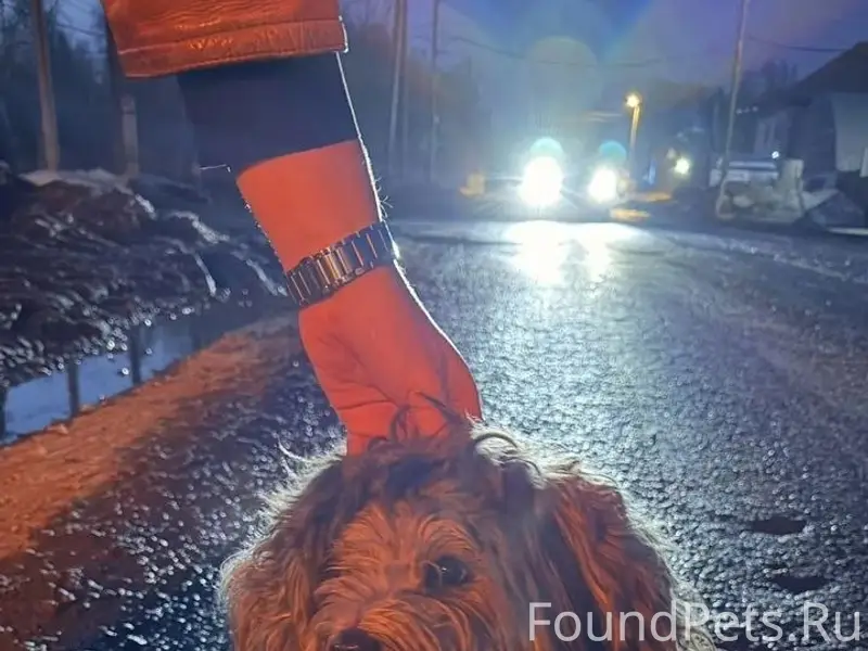 Найден щенок, п. Московский - Дербыши