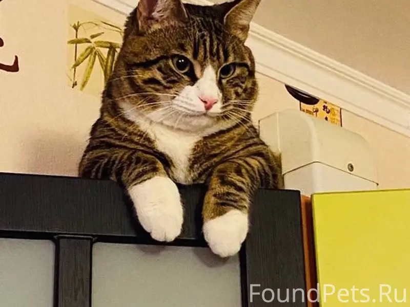 Пропал кот, с. Никитское