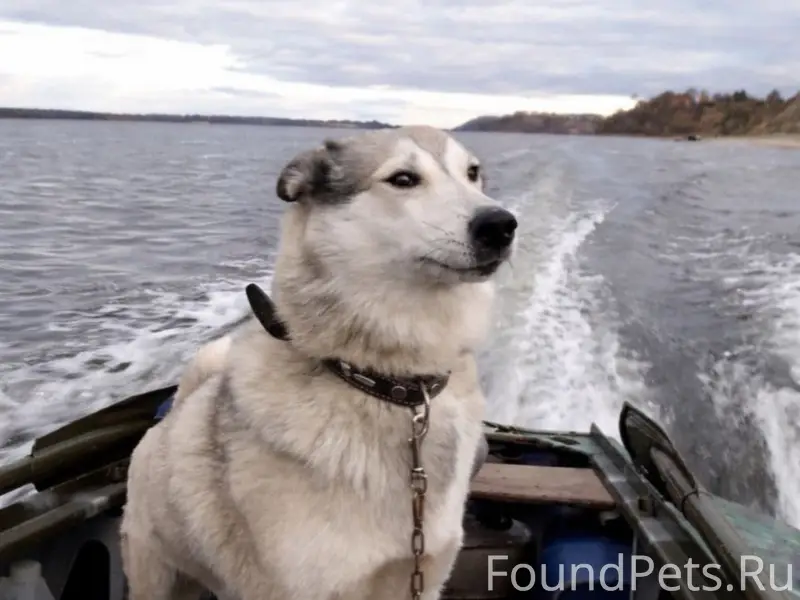 Пропала лайка Зара