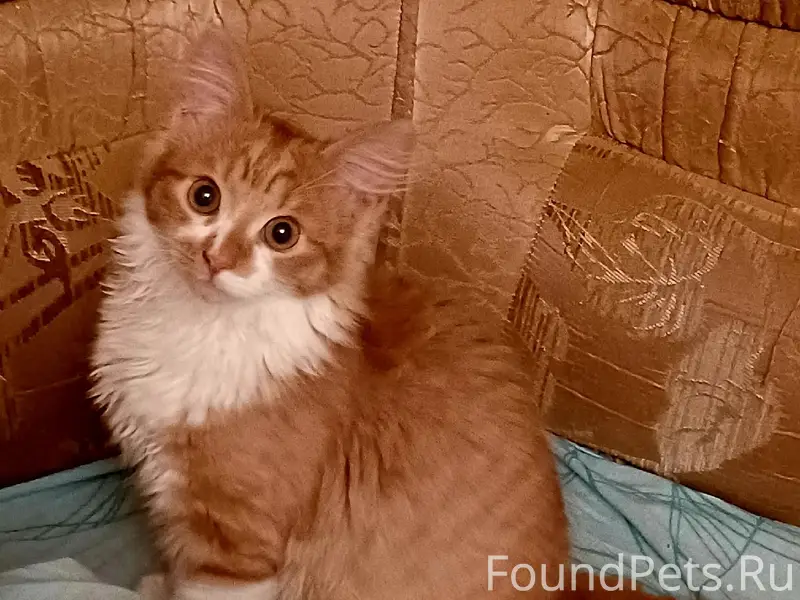 Пропал котёнок Симба, пгт. Верхнеднепровский