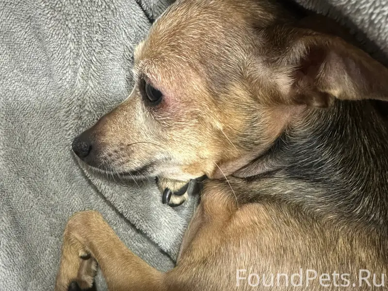 Пропала той-терьер Соня, Барнаул