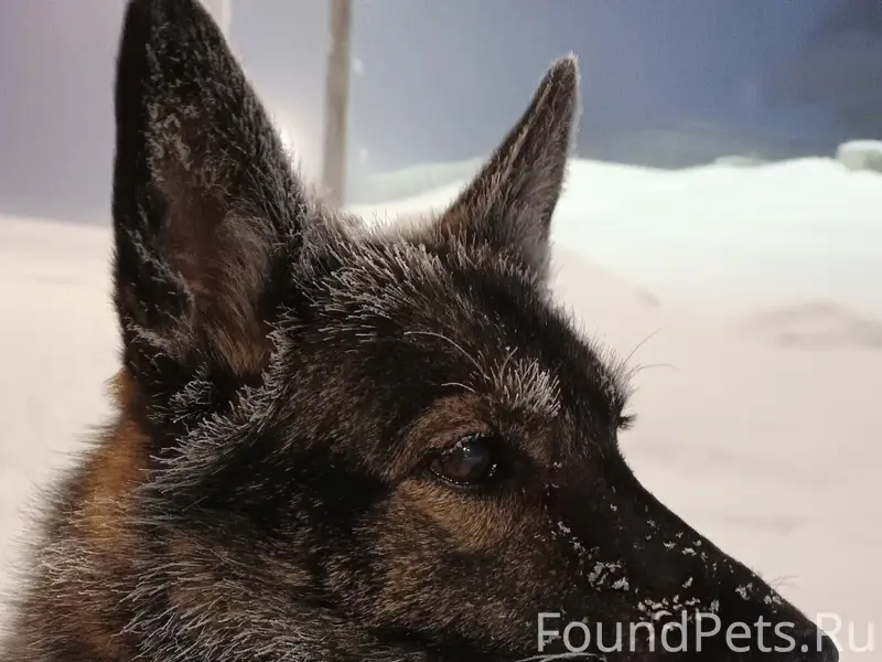 Пропала собака Глаша