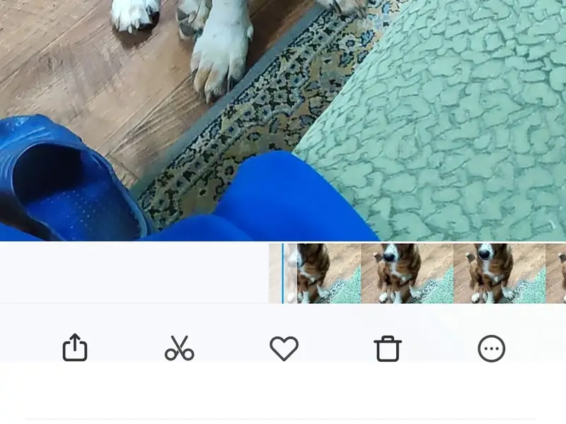 Пропал пёс Чарли, район ул. Тагильской, г. Орск