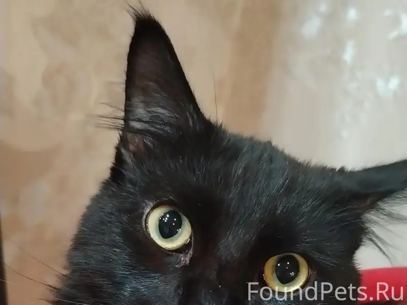 Пропал кот Гена, посёлок Красногорский