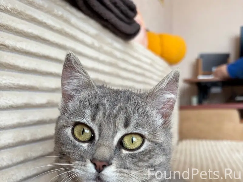 Найдена кошка, Чучева 24-26