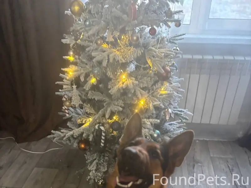 Пропала немецкая овчарка, с. Белый Яр