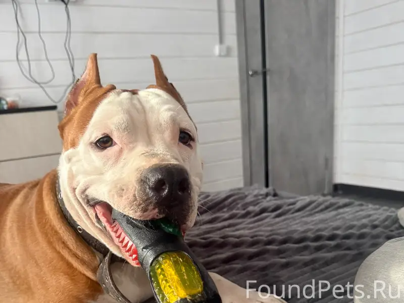 Пропала собака Стефа, рыжая, п. Сиверский