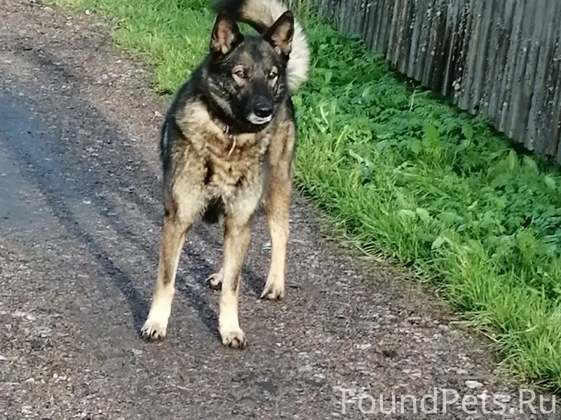 Пропала собака Глаша, К. Либкнехта
