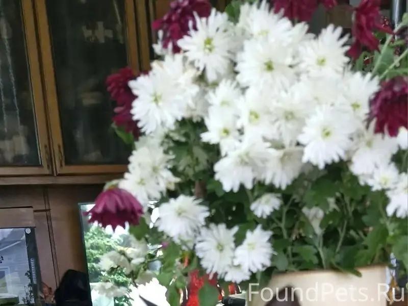 Пропал кот, Переборы