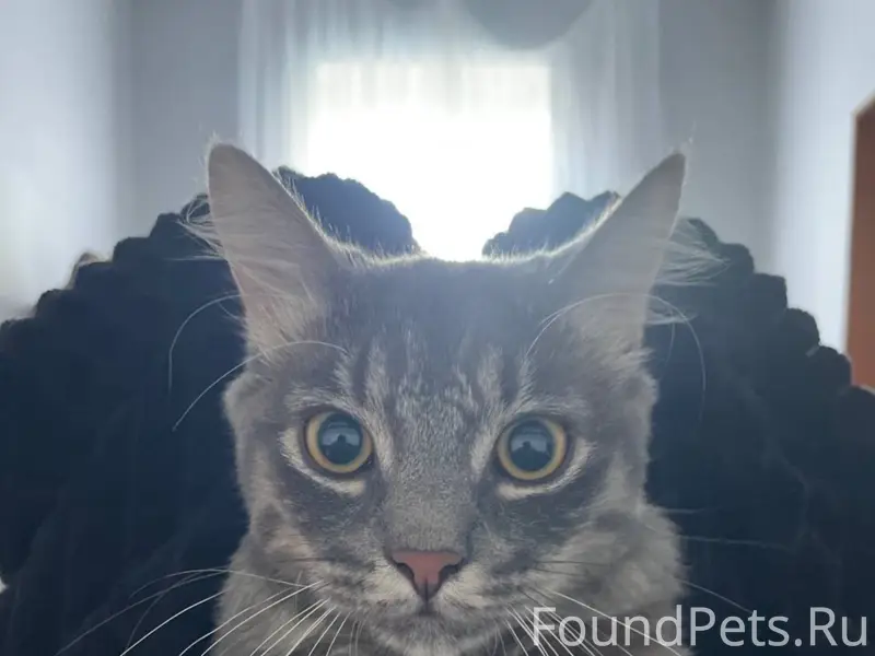 Пропал кот Чингиз, Луначарского 14