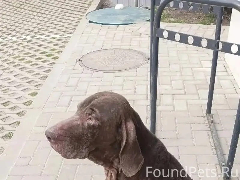 Пропала собака, Знаменский район, Краснодар